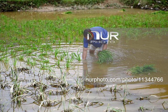 A farmer is inserting seedlings in his flood-hit rice field in Gaozhai village, Guizhou province, China, on June 20, 2024. 