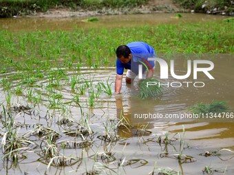 A farmer is inserting seedlings in his flood-hit rice field in Gaozhai village, Guizhou province, China, on June 20, 2024. (