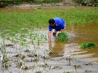 A farmer is inserting seedlings in his flood-hit rice field in Gaozhai village, Guizhou province, China, on June 20, 2024. (