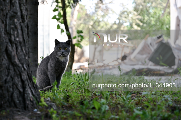 A cat is being seen outside an administrative building of the State Research Control Institute of Veterinary Medicinal Products and Feed Add...