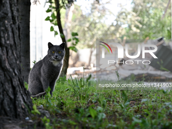 A cat is being seen outside an administrative building of the State Research Control Institute of Veterinary Medicinal Products and Feed Add...