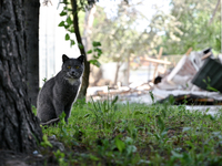 A cat is being seen outside an administrative building of the State Research Control Institute of Veterinary Medicinal Products and Feed Add...