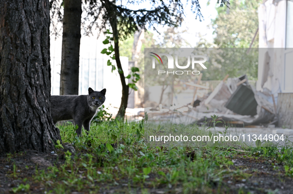 A cat is being seen outside an administrative building of the State Research Control Institute of Veterinary Medicinal Products and Feed Add...