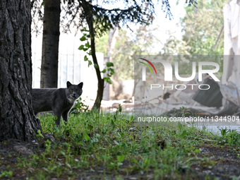 A cat is being seen outside an administrative building of the State Research Control Institute of Veterinary Medicinal Products and Feed Add...