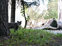 A cat is being seen outside an administrative building of the State Research Control Institute of Veterinary Medicinal Products and Feed Add...