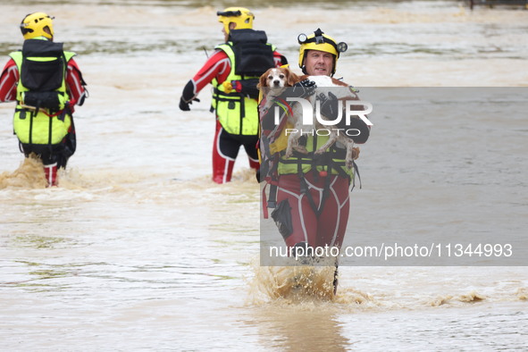 Firefighters are rescuing a dog after a huge storm in Narcy, center in France, on June 20, 2024. 