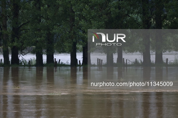 Cows are being trapped by water after a huge storm in Beaumont la Ferriere, center in France, on June 20, 2024. 