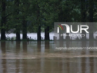 Cows are being trapped by water after a huge storm in Beaumont la Ferriere, center in France, on June 20, 2024. (