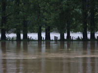 Cows are being trapped by water after a huge storm in Beaumont la Ferriere, center in France, on June 20, 2024. (