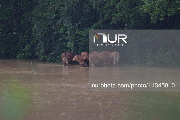 Cows are being trapped by water after a huge storm in Beaumont la Ferriere, center in France, on June 20, 2024. 