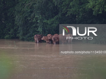 Cows are being trapped by water after a huge storm in Beaumont la Ferriere, center in France, on June 20, 2024. (