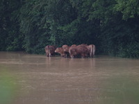 Cows are being trapped by water after a huge storm in Beaumont la Ferriere, center in France, on June 20, 2024. (