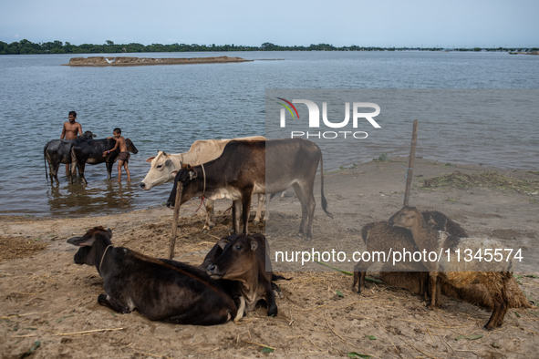 Local residents are bathing cattle as they are taking temporary shelter in elevated areas during flooding in Companiganj, Sylhet, Bangladesh...