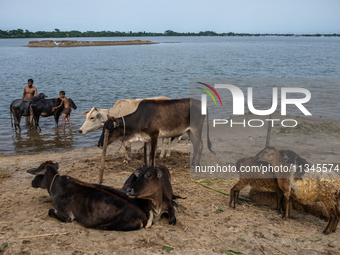 Local residents are bathing cattle as they are taking temporary shelter in elevated areas during flooding in Companiganj, Sylhet, Bangladesh...