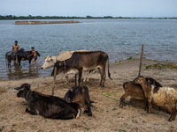 Local residents are bathing cattle as they are taking temporary shelter in elevated areas during flooding in Companiganj, Sylhet, Bangladesh...