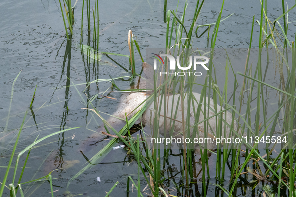 A dead sheep is floating in floodwater in Companiganj, Sylhet, Bangladesh, on Thursday, June 20, 2024. In Sylhet, lashing rain and rivers sw...