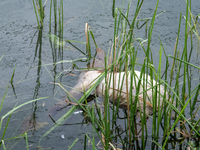 A dead sheep is floating in floodwater in Companiganj, Sylhet, Bangladesh, on Thursday, June 20, 2024. In Sylhet, lashing rain and rivers sw...