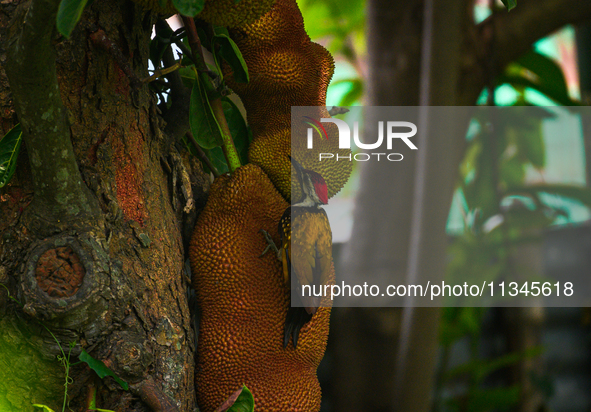 A wild black-rumped flameback woodpecker (Dinopium benghalense), also known as the lesser golden-backed woodpecker or lesser goldenback, sit...