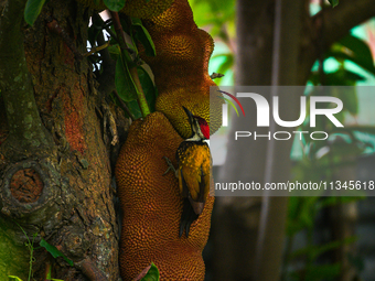 A wild black-rumped flameback woodpecker (Dinopium benghalense), also known as the lesser golden-backed woodpecker or lesser goldenback, sit...