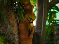 A wild black-rumped flameback woodpecker (Dinopium benghalense), also known as the lesser golden-backed woodpecker or lesser goldenback, sit...