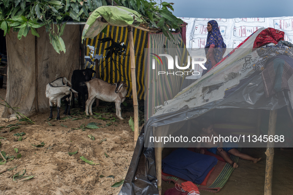 Local residents are taking temporary shelter with their cattle in elevated areas during flooding in Companiganj, Sylhet, Bangladesh, on June...