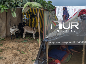 Local residents are taking temporary shelter with their cattle in elevated areas during flooding in Companiganj, Sylhet, Bangladesh, on June...