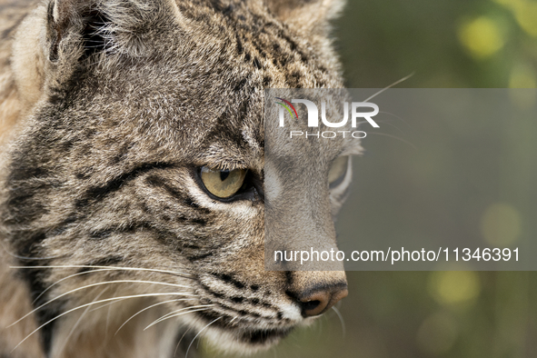 The Iberian lynx is leaving the danger of extinction behind in Sierra de Andujar Natural Park, Andalusia, Spain, on June 20, 2024. The Inter...