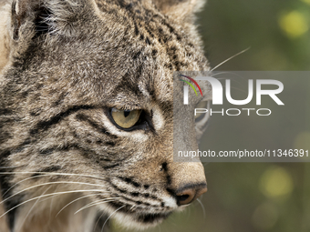 The Iberian lynx is leaving the danger of extinction behind in Sierra de Andujar Natural Park, Andalusia, Spain, on June 20, 2024. The Inter...