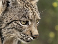 The Iberian lynx is leaving the danger of extinction behind in Sierra de Andujar Natural Park, Andalusia, Spain, on June 20, 2024. The Inter...