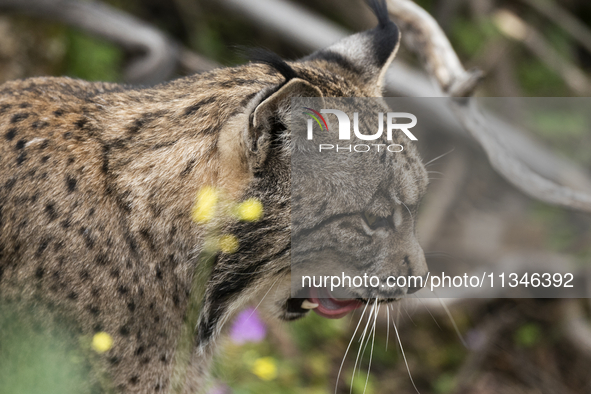 The Iberian lynx is leaving the danger of extinction behind in Sierra de Andujar Natural Park, Andalusia, Spain, on June 20, 2024. The Inter...