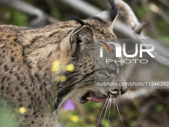 The Iberian lynx is leaving the danger of extinction behind in Sierra de Andujar Natural Park, Andalusia, Spain, on June 20, 2024. The Inter...