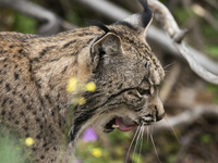 The Iberian lynx is leaving the danger of extinction behind in Sierra de Andujar Natural Park, Andalusia, Spain, on June 20, 2024. The Inter...