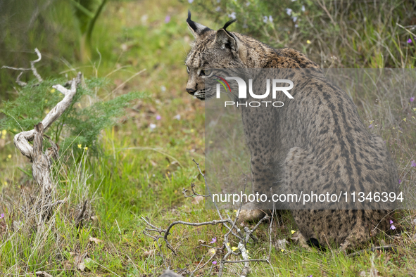 The Iberian lynx is leaving the danger of extinction behind in Sierra de Andujar Natural Park, Andalusia, Spain, on June 20, 2024. The Inter...