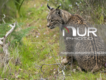 The Iberian lynx is leaving the danger of extinction behind in Sierra de Andujar Natural Park, Andalusia, Spain, on June 20, 2024. The Inter...