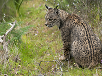 The Iberian lynx is leaving the danger of extinction behind in Sierra de Andujar Natural Park, Andalusia, Spain, on June 20, 2024. The Inter...