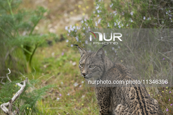 The Iberian lynx is leaving the danger of extinction behind in Sierra de Andujar Natural Park, Andalusia, Spain, on June 20, 2024. The Inter...