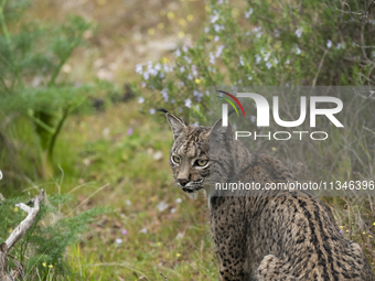 The Iberian lynx is leaving the danger of extinction behind in Sierra de Andujar Natural Park, Andalusia, Spain, on June 20, 2024. The Inter...