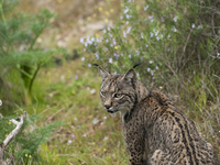 The Iberian lynx is leaving the danger of extinction behind in Sierra de Andujar Natural Park, Andalusia, Spain, on June 20, 2024. The Inter...