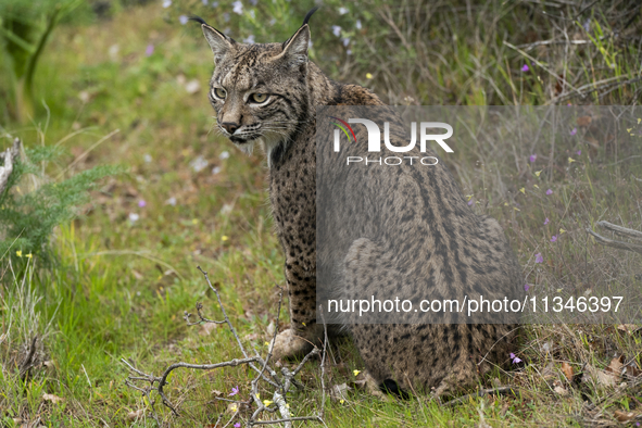 The Iberian lynx is leaving the danger of extinction behind in Sierra de Andujar Natural Park, Andalusia, Spain, on June 20, 2024. The Inter...