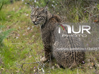 The Iberian lynx is leaving the danger of extinction behind in Sierra de Andujar Natural Park, Andalusia, Spain, on June 20, 2024. The Inter...