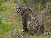 The Iberian lynx is leaving the danger of extinction behind in Sierra de Andujar Natural Park, Andalusia, Spain, on June 20, 2024. The Inter...