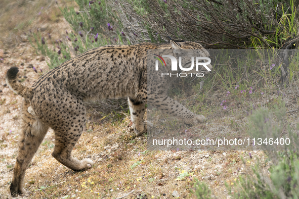 The Iberian lynx is leaving the danger of extinction behind in Sierra de Andujar Natural Park, Andalusia, Spain, on June 20, 2024. The Inter...