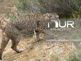 The Iberian lynx is leaving the danger of extinction behind in Sierra de Andujar Natural Park, Andalusia, Spain, on June 20, 2024. The Inter...