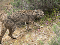 The Iberian lynx is leaving the danger of extinction behind in Sierra de Andujar Natural Park, Andalusia, Spain, on June 20, 2024. The Inter...