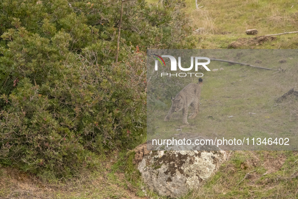 The Iberian lynx is leaving the danger of extinction behind in Sierra de Andujar Natural Park, Andalusia, Spain, on June 20, 2024. The Inter...