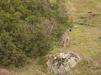 The Iberian lynx is leaving the danger of extinction behind in Sierra de Andujar Natural Park, Andalusia, Spain, on June 20, 2024. The Inter...