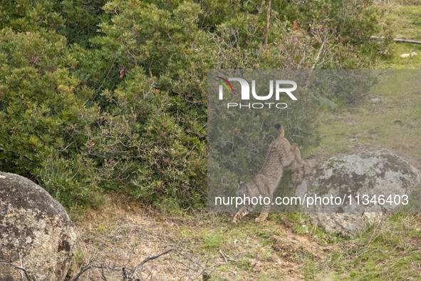 The Iberian lynx is leaving the danger of extinction behind in Sierra de Andujar Natural Park, Andalusia, Spain, on June 20, 2024. The Inter...