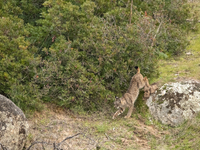 The Iberian lynx is leaving the danger of extinction behind in Sierra de Andujar Natural Park, Andalusia, Spain, on June 20, 2024. The Inter...