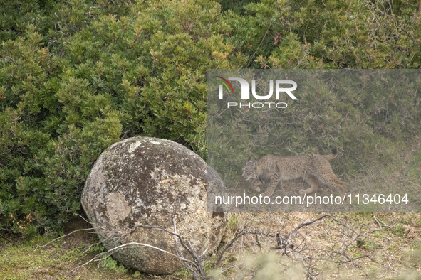 The Iberian lynx is leaving the danger of extinction behind in Sierra de Andujar Natural Park, Andalusia, Spain, on June 20, 2024. The Inter...