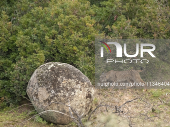 The Iberian lynx is leaving the danger of extinction behind in Sierra de Andujar Natural Park, Andalusia, Spain, on June 20, 2024. The Inter...